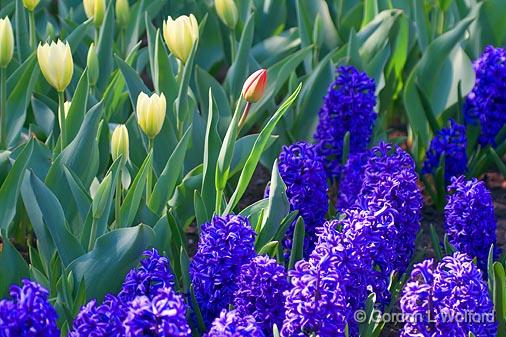 Tulips & Hyacinths_53176.jpg - Photographed at Ottawa, Ontario - the capital of Canada.